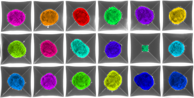 Embryoid bodies in aggrewells, segmented using AI